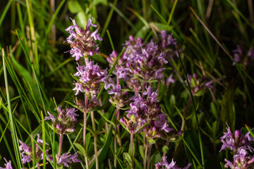 Blossoming fragrant Thymus serpyllum, Breckland wild thyme, creeping thyme, or elfin thyme close-up, macro photo. Beautiful food and medicinal plant in the field in the sunny day