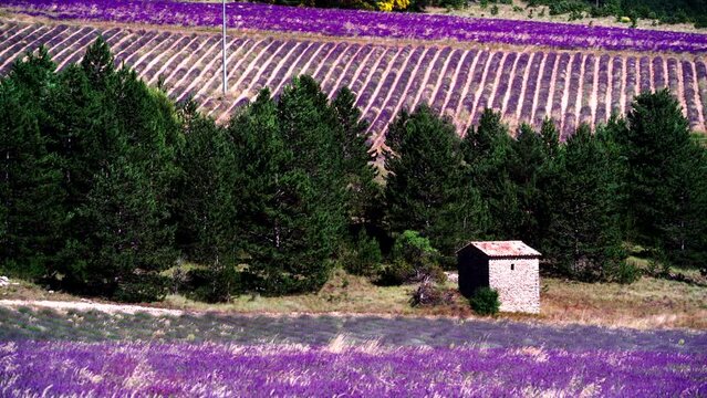 Provence landscape with blooming lavender fields. Sault region, Vaucluse nature, Plateau d'Albion in France.