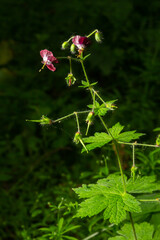 Geranium phaeum, commonly called dusky cranes bill, mourning widow or black widow, is a herbaceous plant species in the family Geraniaceae. Flowers of dusky crane's-bill, Geranium phaeum, macro