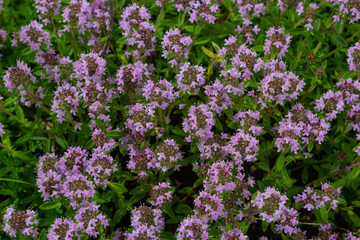 Blossoming fragrant Thymus serpyllum, Breckland wild thyme, creeping thyme, or elfin thyme...