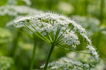 A view of a white-flowered meadow of Aegopodium podagraria L. from the apiales family, commonly...