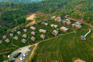 Ban rak thai houses and tea plantation