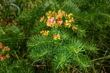 Cypress spurge euphorbia cyparissias - green natural herbal grass, plant in blossom - obrazy, fototapety, plakaty