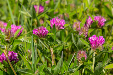 Fototapeta premium Trifolium pratense. Thickets of a blossoming clover. Red clover plants in sunshine. Honey bee at red clover flower. Flowering field with red clover and green grass