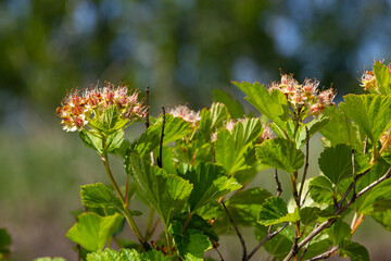 Flowering ninebark shrub close up. Physokarpus capitatus, commonly called Pacific ninebark or tall ninebark