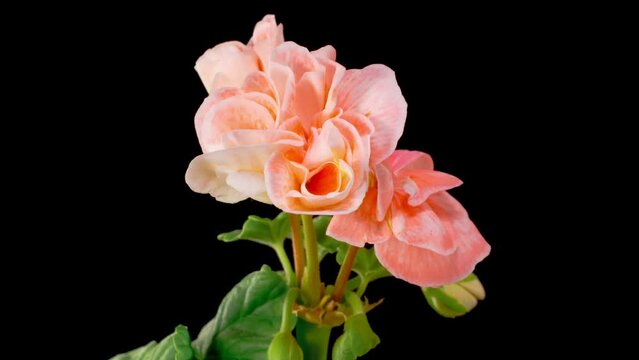 Pink Geranium Pelargonium Blossoms. Beautiful Time Lapse of Opening Pink Geranium Pelargonium Flower on Black Background. 4K.