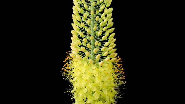 Eremurus Blossoms. Blooming Yellow Eremurus Flower on Black Background. Time Lapse. 4K.