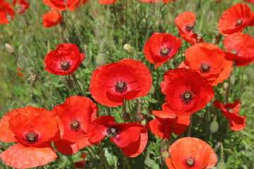 Obraz premium Closeup of sunlit Corn Poppies, Unstone Derbyshire England 