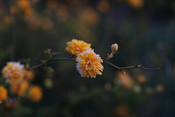 flower, plant, greenery, beautiful, detailed, rose, orange