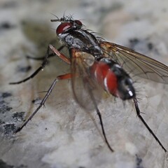 Fliege