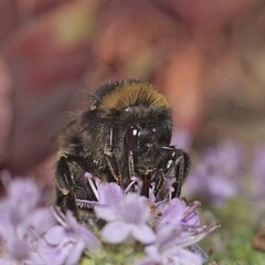 Hummel
