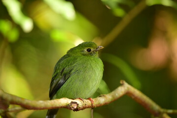 tangará femea