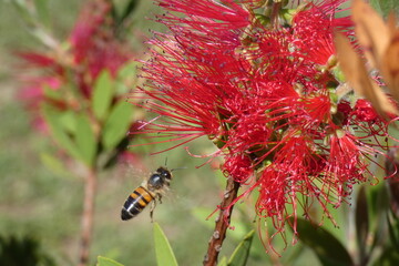 Abeilles en vol