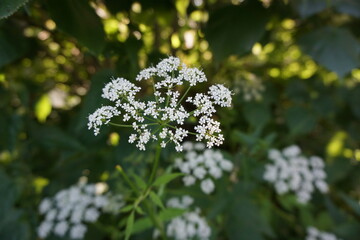 Selerowate (Apiaceae)