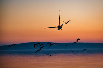 Seagulls on the beach in a golden sunset