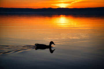 Peaceful golden sunset on the lake with solitary duck swimming by 