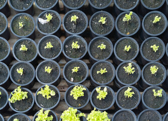 Row of fresh flower vegetable plant pots, garden industry farm in argricuture concept. Hydroponic natural food. Crops in shop.