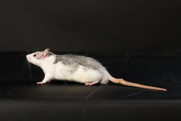domestic gray-white rat on a black background