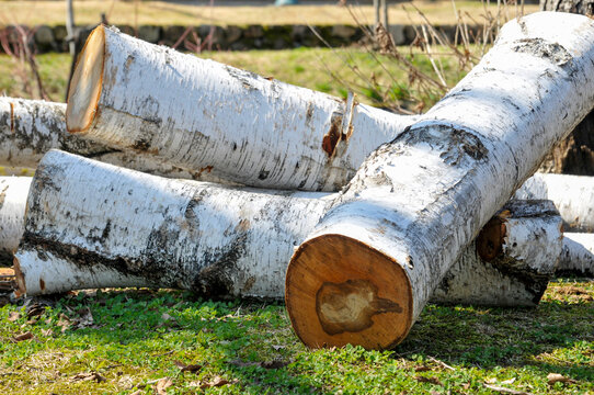 White birch, 白樺