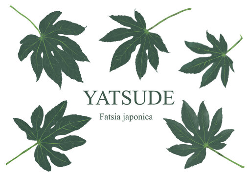 Yatsude, Fatsia japonica, ヤツデのイラスト