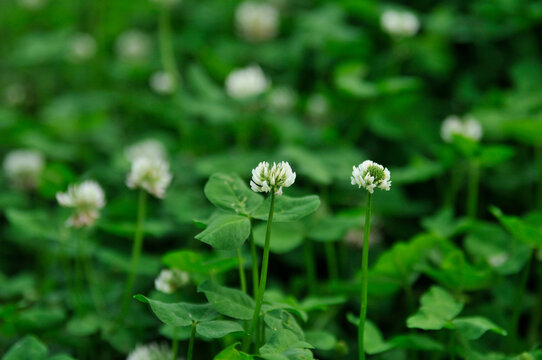 White clover, 白詰草, 
