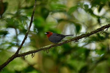 cabecinha castanha