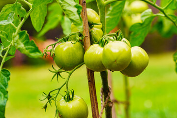 Green tomatoes growing in garden