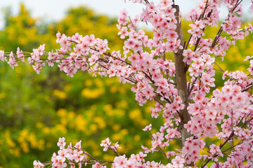 Sakura cherry flowers blossom trees of Phu Lom Lo national park, Phu Hin Rong Kla National Park, Thailand. Natural landscape background. Pink color in spring season.