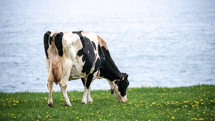 乳牛が北海道の牧場で草を食べる　ホルスタインの放牧場 - obrazy, fototapety, plakaty