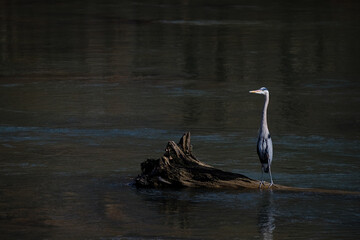 A Great Blue Heron standing in a river next to a fallen tree