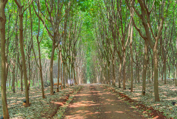 Tree tunnel in rubber plantation, Thailand. Way through garden park in summer season. Nature...