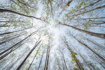 Tree tunnel in rubber plantation, Thailand. Way through garden park in summer season. Nature landscape background