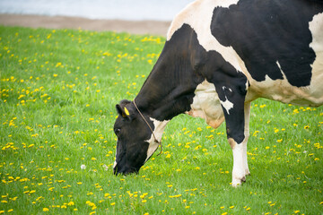 乳牛が北海道の牧場で草を食べる　ホルスタインの放牧場 - obrazy, fototapety, plakaty