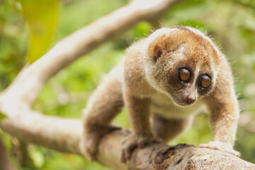 Obraz premium Nycticebus Borneanus Walking on the tree