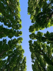 trees and sky