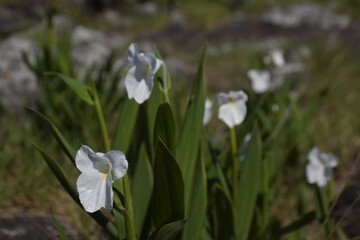 white flowers on the stone patio