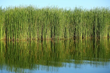 Reed and emergent vegetation of the Dnieper river, Ukraine
