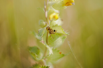 Spider on the leaves of a rattle pot