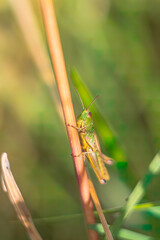 Grasshopper on a blade of grass