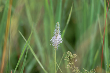 Flower of a ribwort plum in a meadow