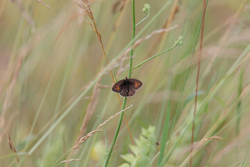 Butterfly meadow brown sits on blade of gras in a meadow