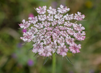 wild flower found near a beach