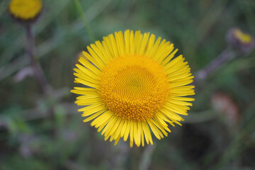 wild yellow flower found near the sea