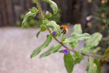 working all the day long, bees