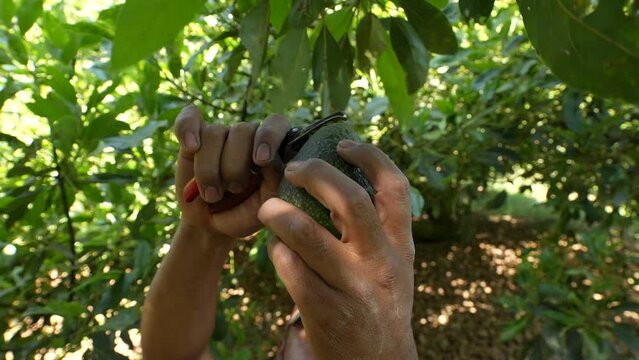 Slow motion of a man picking an avocado from a tree