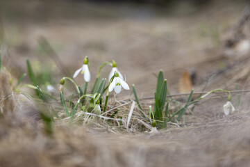spring crocus flowers