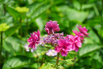 赤紫色の紫陽花の花と蕾