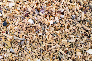 Coral fragments and shells at the seashore