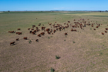 Aerial view of a troop of steers for export, cattle raised with natural pastures in the Argentine countryside.