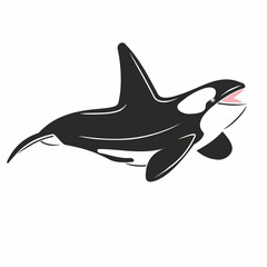 Vector illustration of killer whale black and white predatory mammal of the sea and ocean
